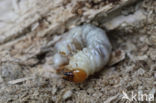 Small Stag Beetle (Dorcus parallelipipedus)