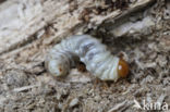 Klein vliegend hert (Dorcus parallelipipedus)