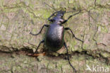 Kleine Poppenrover (Calosoma inquisitor)