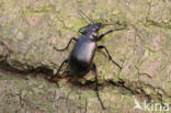 Kleine Poppenrover (Calosoma inquisitor)