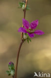 Prachtframboos (Rubus spectabilis)