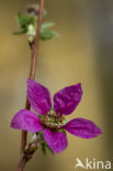Prachtframboos (Rubus spectabilis)