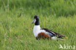 Northern Shoveler (Anas clypeata)