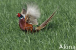 Ring-necked Pheasant (Phasianus colchicus)