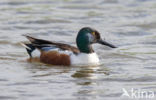 Northern Shoveler (Anas clypeata)