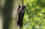 Zwarte Specht (Dryocopus martius)