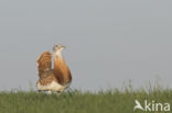 Great Bustard (Otis tarda)