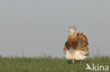 Great Bustard (Otis tarda)