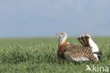 Great Bustard (Otis tarda)