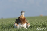 Great Bustard (Otis tarda)