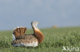 Great Bustard (Otis tarda)