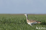 Great Bustard (Otis tarda)