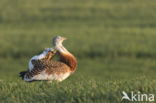 Great Bustard (Otis tarda)