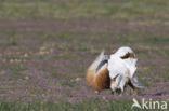 Great Bustard (Otis tarda)