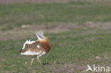 Great Bustard (Otis tarda)