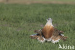 Great Bustard (Otis tarda)