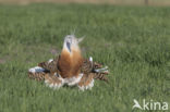 Great Bustard (Otis tarda)