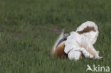 Great Bustard (Otis tarda)