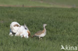 Great Bustard (Otis tarda)