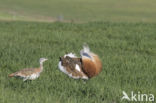 Great Bustard (Otis tarda)