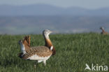 Great Bustard (Otis tarda)