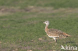 Great Bustard (Otis tarda)