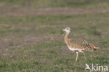 Great Bustard (Otis tarda)