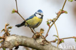 Blue Tit (Parus caeruleus)