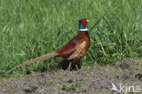 Ring-necked Pheasant (Phasianus colchicus)