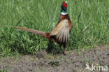 Ring-necked Pheasant (Phasianus colchicus)