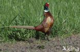 Ring-necked Pheasant (Phasianus colchicus)