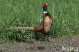 Ring-necked Pheasant (Phasianus colchicus)