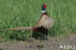 Ring-necked Pheasant (Phasianus colchicus)