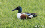 Northern Shoveler (Anas clypeata)