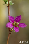 Prachtframboos (Rubus spectabilis)