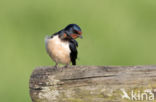 Boerenzwaluw (Hirundo rustica)