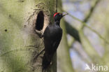 Zwarte Specht (Dryocopus martius)