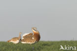 Great Bustard (Otis tarda)