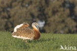 Great Bustard (Otis tarda)