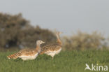 Great Bustard (Otis tarda)