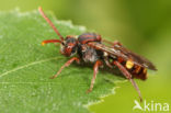 Gewone dubbeltand (Nomada ruficornis)