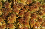 Gewoon veenmos (Sphagnum palustre)