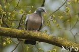 Wood Pigeon