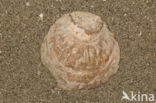 Europese platte oester (Ostrea edulis)