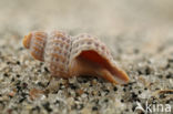 Prickly Spindle-shell (Trophon muricatus)