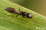 Bethylus fuscicornis