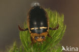 Hydaticus transversalis