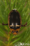 Hydaticus transversalis