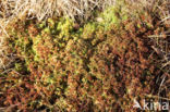 Papillose Bog-moss (Sphagnum papillosum)