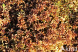 Papillose Bog-moss (Sphagnum papillosum)